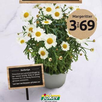 Joker Margeritter tilbud