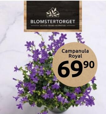 Joker Campanula royal tilbud