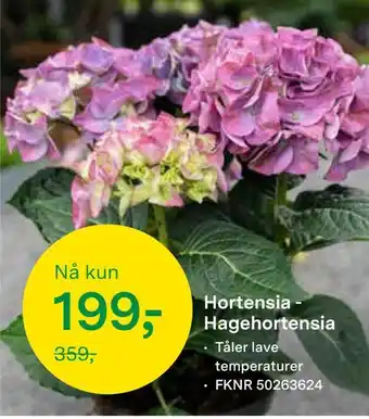 Felleskjøpet Hortensia hagehortensia tilbud