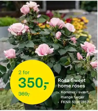 Felleskjøpet Rosa sweet home roses tilbud