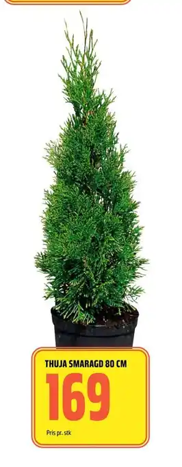 Coop Obs Thuja smaragd 80 cm tilbud