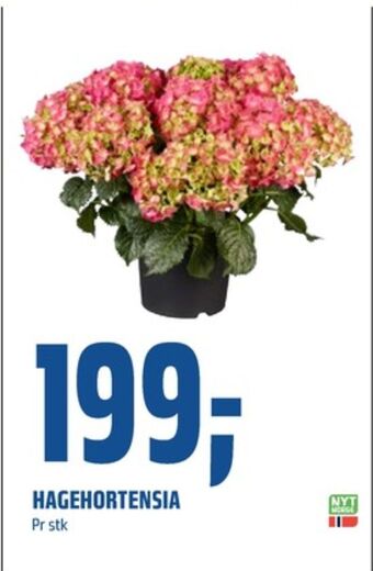 Coop Obs Ukjent plante tilbud