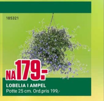 Europris Ukjent plante tilbud