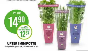 Kiwi URTER I MINIPOTTE Kruspersille, gressløk, dill, Gartner, pr. stk tilbud