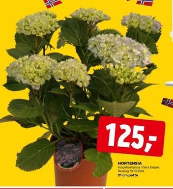jem & fix Hortensia tilbud