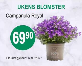 Joker Campanula royal tilbud