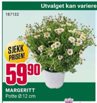 Europris Ukjent plante tilbud