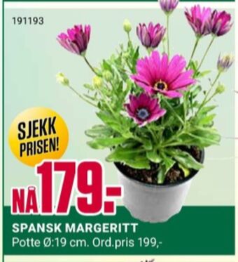 Europris Ukjent plante tilbud