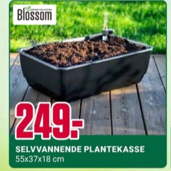 Europris Blossom plantekasse tilbud