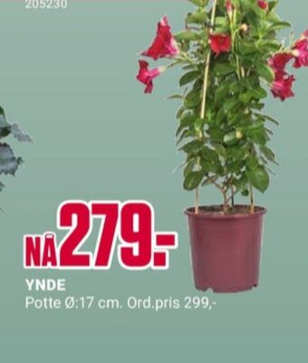 Europris Ukjent plante tilbud