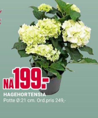 Europris Ukjent plante tilbud