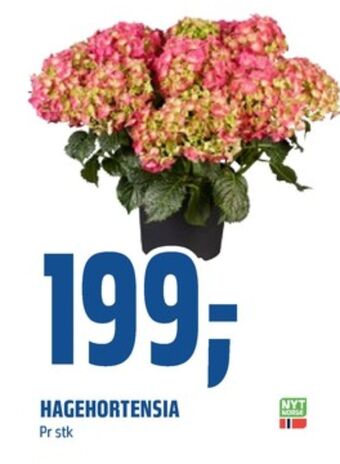 Coop Obs Ukjent plante tilbud