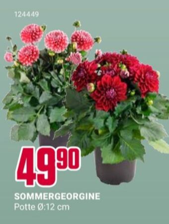 Europris Ukjent plante tilbud