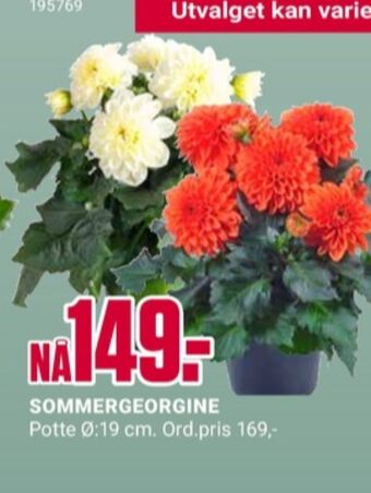 Europris Ukjent plante tilbud