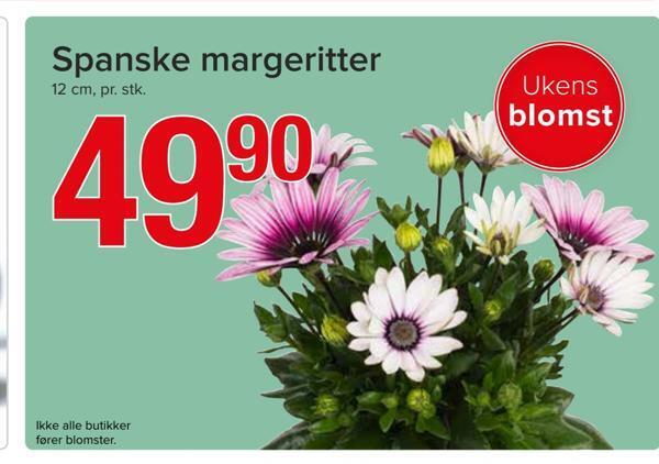 Spar Spanske margeritter tilbud