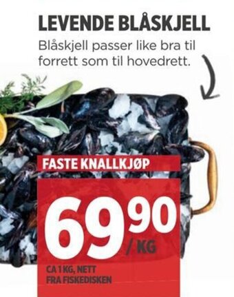 LEVENDE BLÅSKJELL
