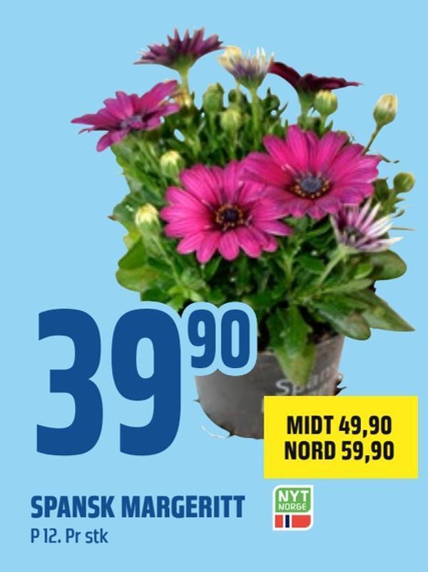Coop Obs Spansk margeritt tilbud