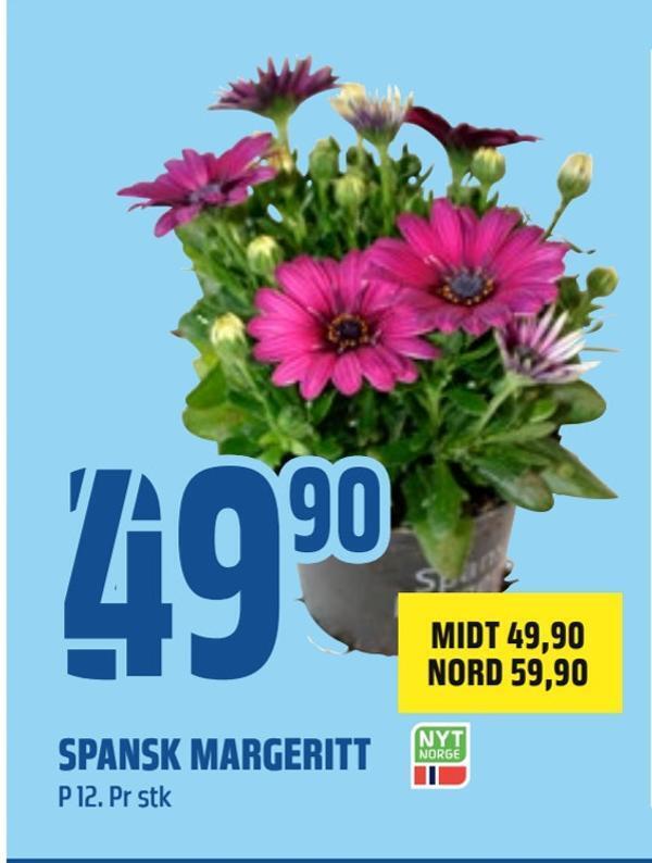 Coop Obs Spansk margeritt tilbud
