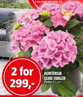Bauhaus Hortensia ulike farger tilbud