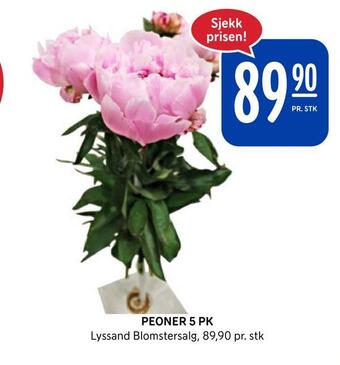 Rema 1000 Peoner 5 pk tilbud