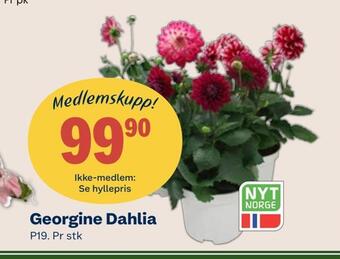 Coop Mega Georgine dahlia tilbud