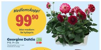 Coop Marked Georgine dahlia tilbud