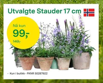Felleskjøpet Utvalgte stauder 17 cm tilbud