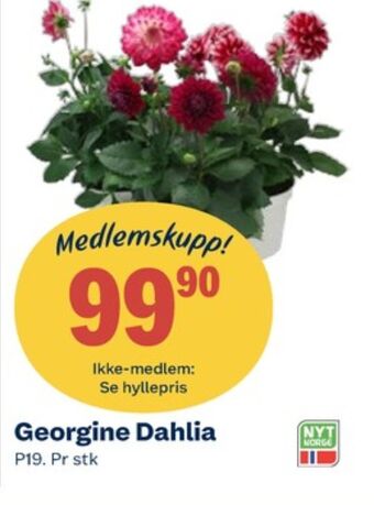 Coop Obs Ukjent plante tilbud