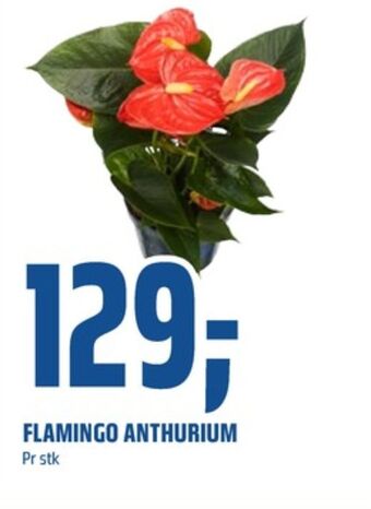 Coop Obs Ukjent plante tilbud