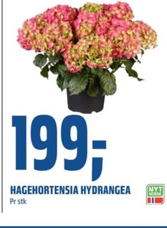 Coop Obs Ukjent plante tilbud