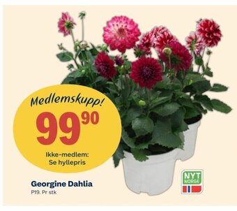 Coop Extra Georgine Dahlia tilbud