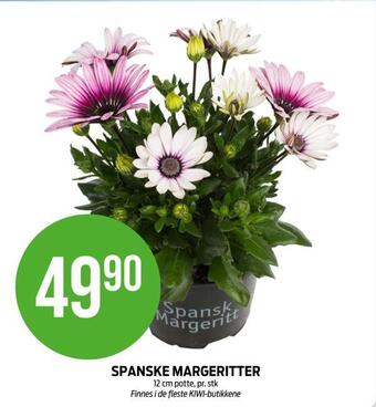 Kiwi Spanske margeritter tilbud
