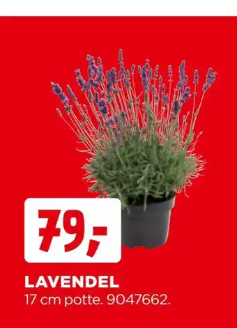 jem & fix Lavendel tilbud