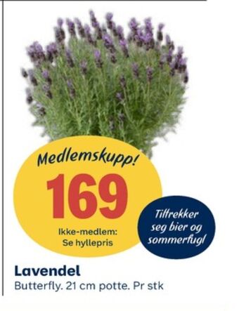 Coop Obs Ukjent plante tilbud