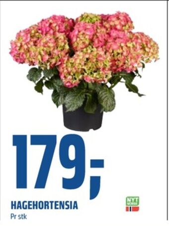 Coop Obs Ukjent plante tilbud