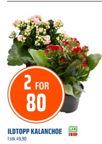 Coop Obs Ukjent plante tilbud