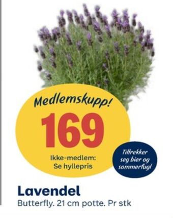 Coop Obs Ukjent plante tilbud