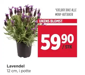 Lavendel 12 cm, i potte