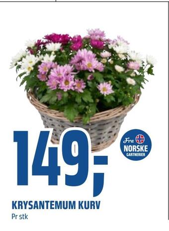 Coop Obs Krysantemum kurv tilbud