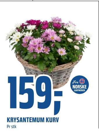 Coop Obs Krysantemum kurv tilbud