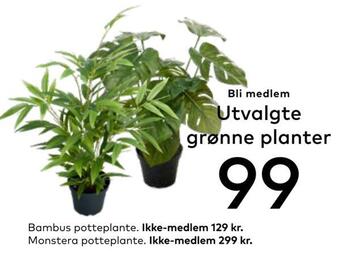 Skeidar Grønne planter tilbud