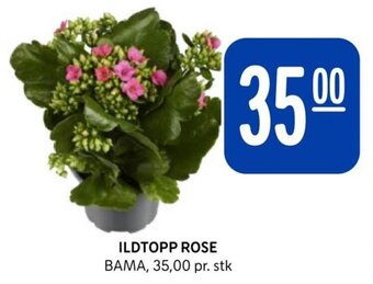 Rema 1000 ILDTOPP ROSE tilbud