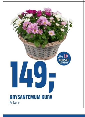 Coop Obs Krysantemum kurv tilbud