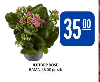 Rema 1000 Ildtopp rose tilbud
