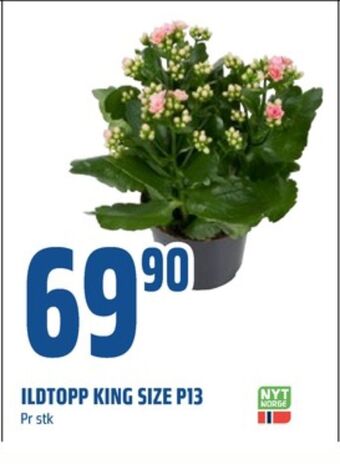 Coop Obs Ukjent plante tilbud