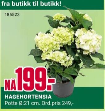 Europris Ukjent plante tilbud