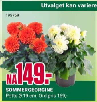 Europris Ukjent plante tilbud