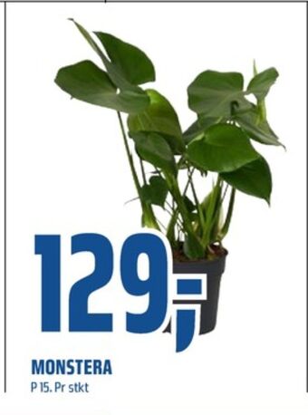 Coop Obs Ukjent plante tilbud