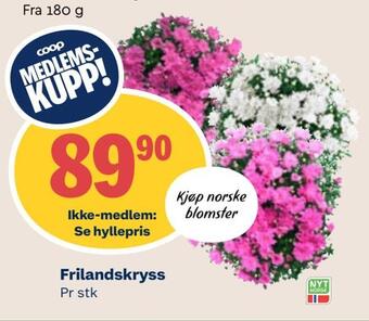 Coop Mega Frilandskryss tilbud