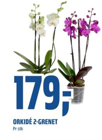 Coop Obs Ukjent plante tilbud